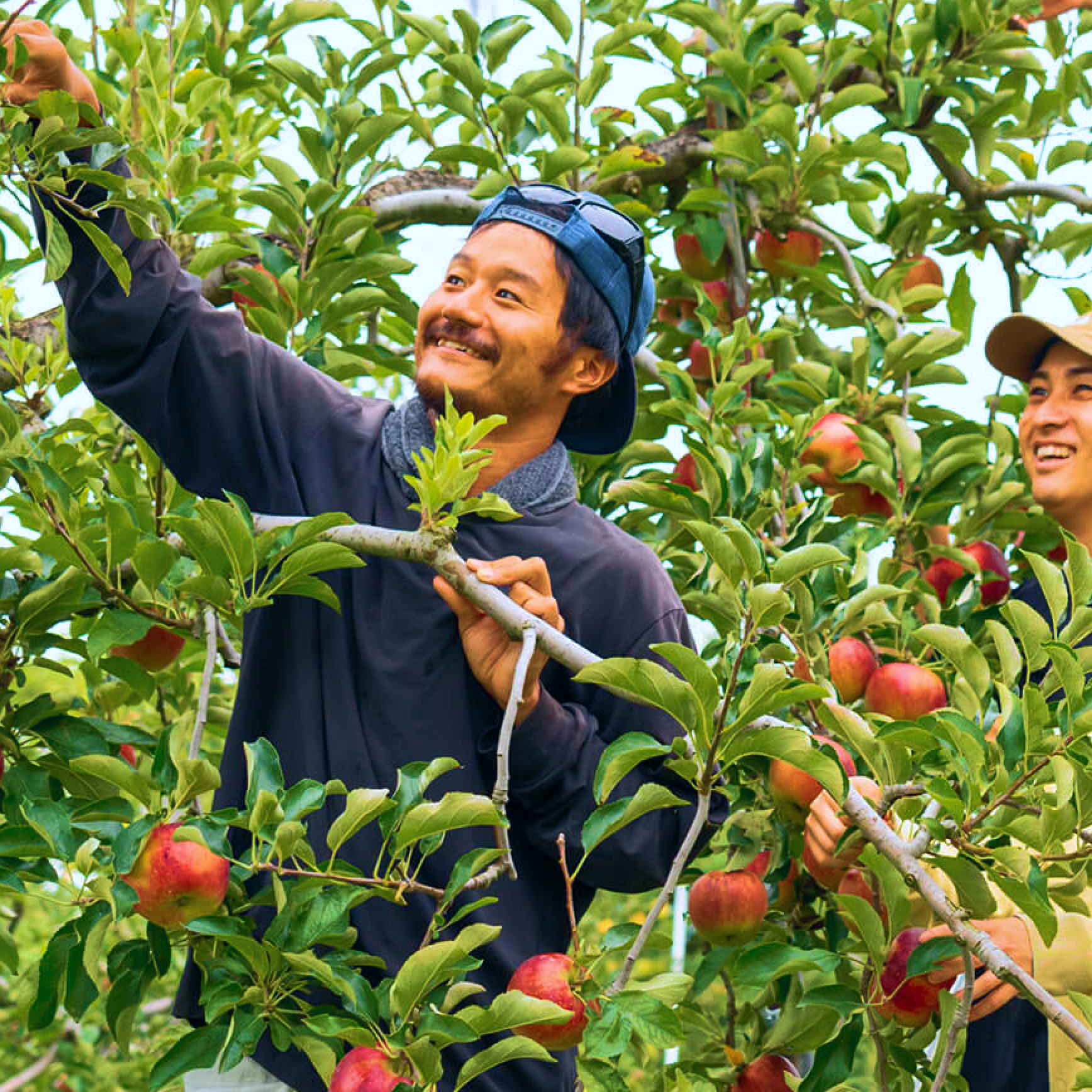 りんご　ワゴン 山ノ内りんご販売します🍎 | JAくまがや